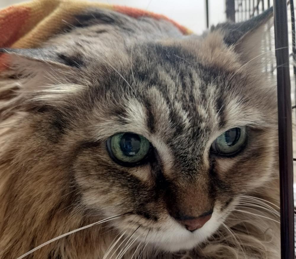 Shelter Stray Female Cat last seen Near W Rowen Avenue, SPOKANE, WA, 99205, Spokane, WA 99212