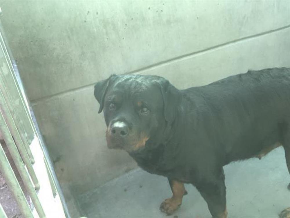 Shelter Stray Female Dog last seen MARIPOSA, Pasadena, CA 91105