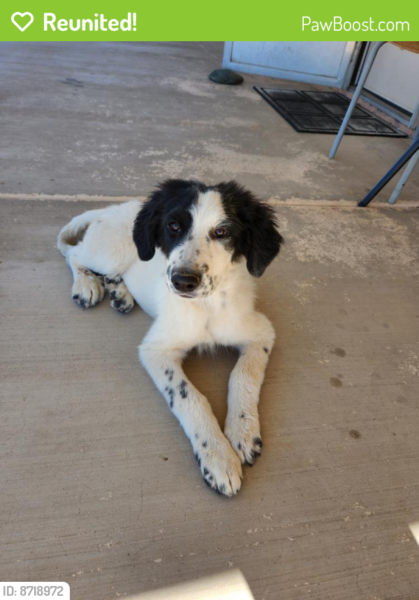 Reunited Female Dog last seen 43rd ave and Thomas road , Phoenix, AZ 85031