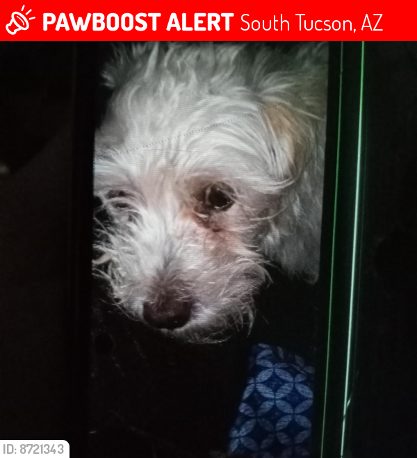 Lost Male Dog last seen 30th & 3rd St , South Tucson, AZ 85713