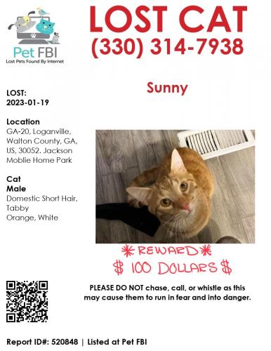 Lost Male Cat last seen Hwy 20 (Conyers Rd) and McCullers Rd / Thompson Rd, Loganville, GA 30052