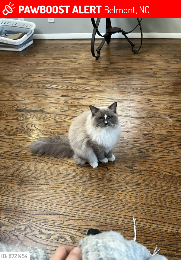 Lost Male Cat last seen South Point & Morgans Branch , Belmont, NC 28012