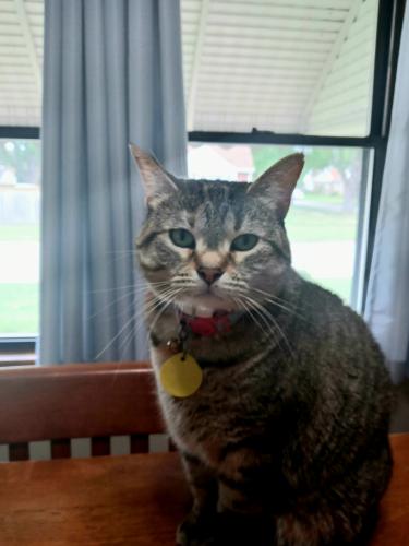Lost Female Cat last seen 180th Street and Exchange Ave, Lansing, Il, Lansing, IL 60438