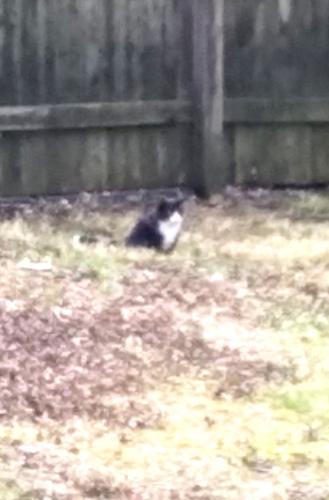 Found/Stray Unknown Cat last seen Harvey road and Lincoln Ave, Claymont Delaware. , Claymont, DE 19703