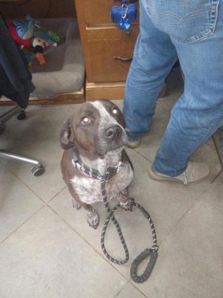 Shelter Stray Female Dog last seen Whitesburg, GA 30185, Carrollton, GA 30117