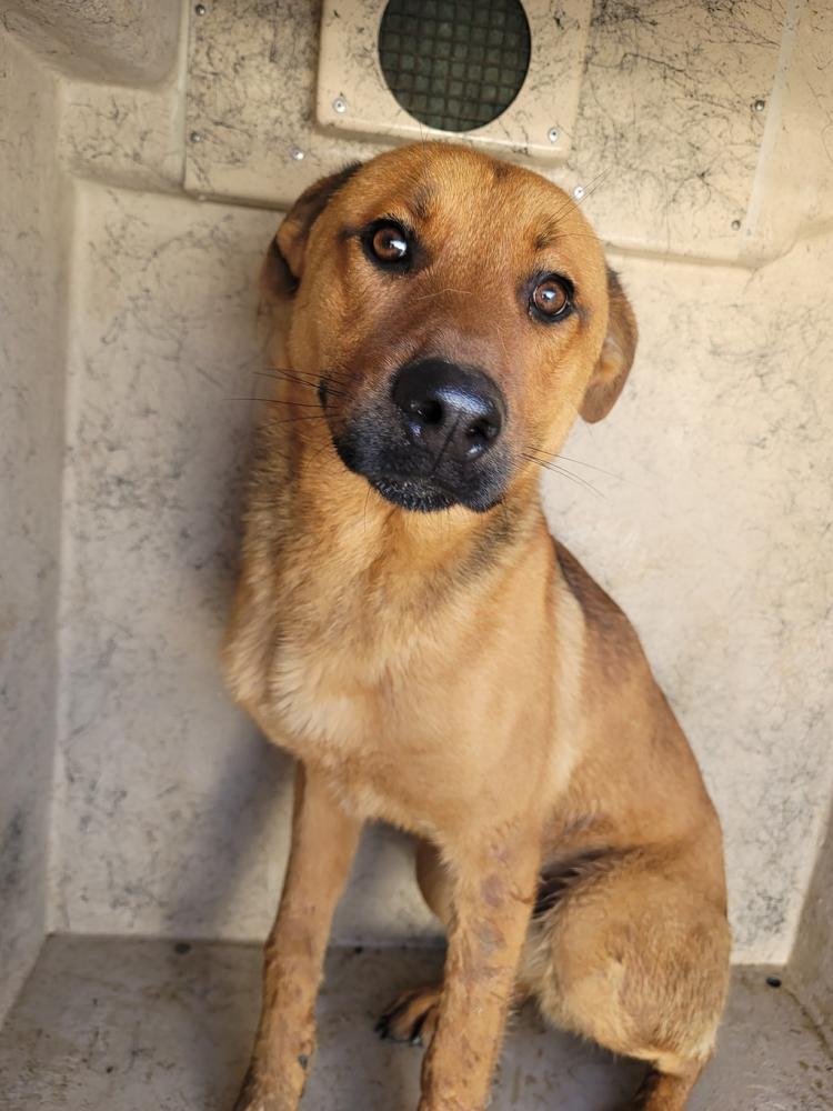 Shelter Stray Male Dog last seen Near Eniss Street, LAFAYETTE, LA, 70507, Lafayette, LA 70507