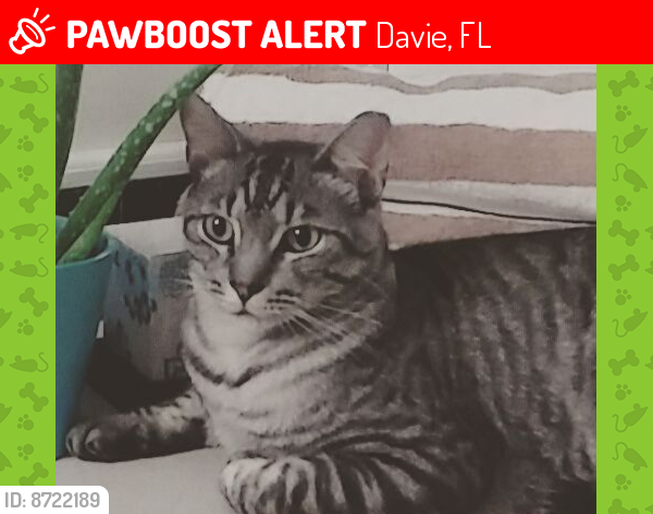 Lost Male Cat last seen Near W State Rd 84 lot 5-10 Davie FL 33325, Davie, FL 33325