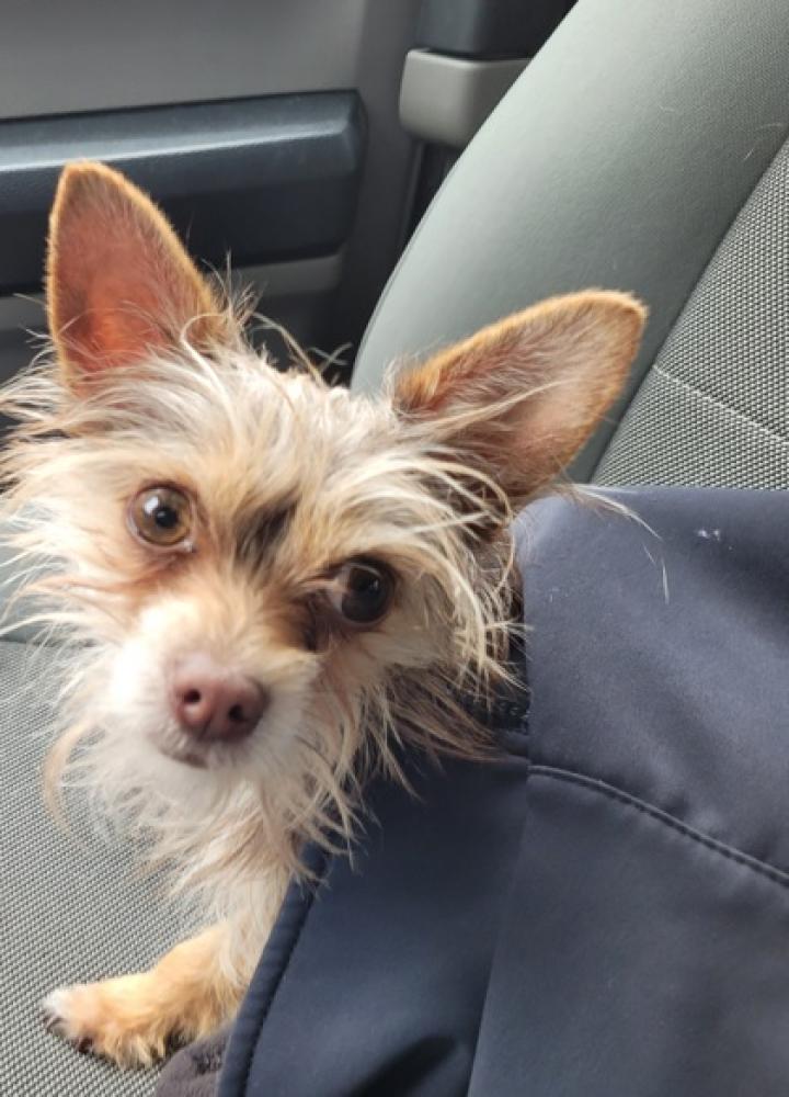 Shelter Stray Male Dog last seen Greenville, NC 27834, Greenville, NC 27858