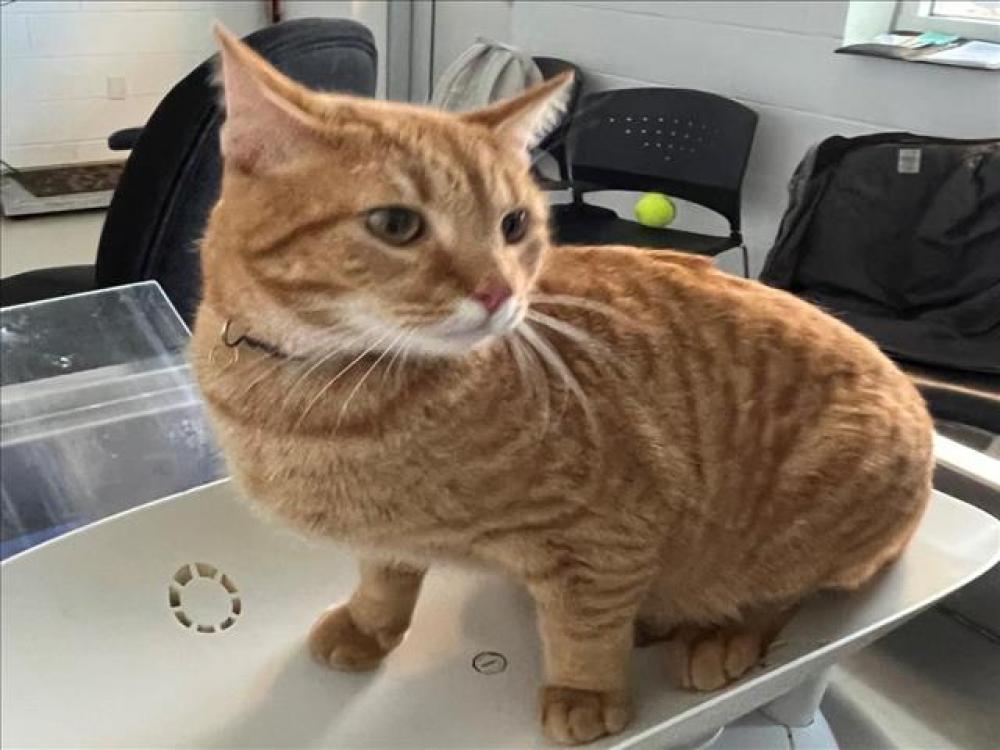 Shelter Stray Male Cat last seen BURLINGTON, Green Level, NC 27217