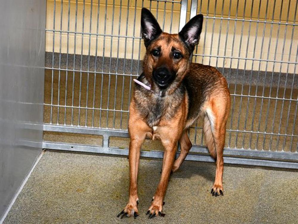 Shelter Stray Female Dog last seen Near BLOCK S 4000 W, WEST VALLEY CITY UT 84120, West Valley City, UT 84120