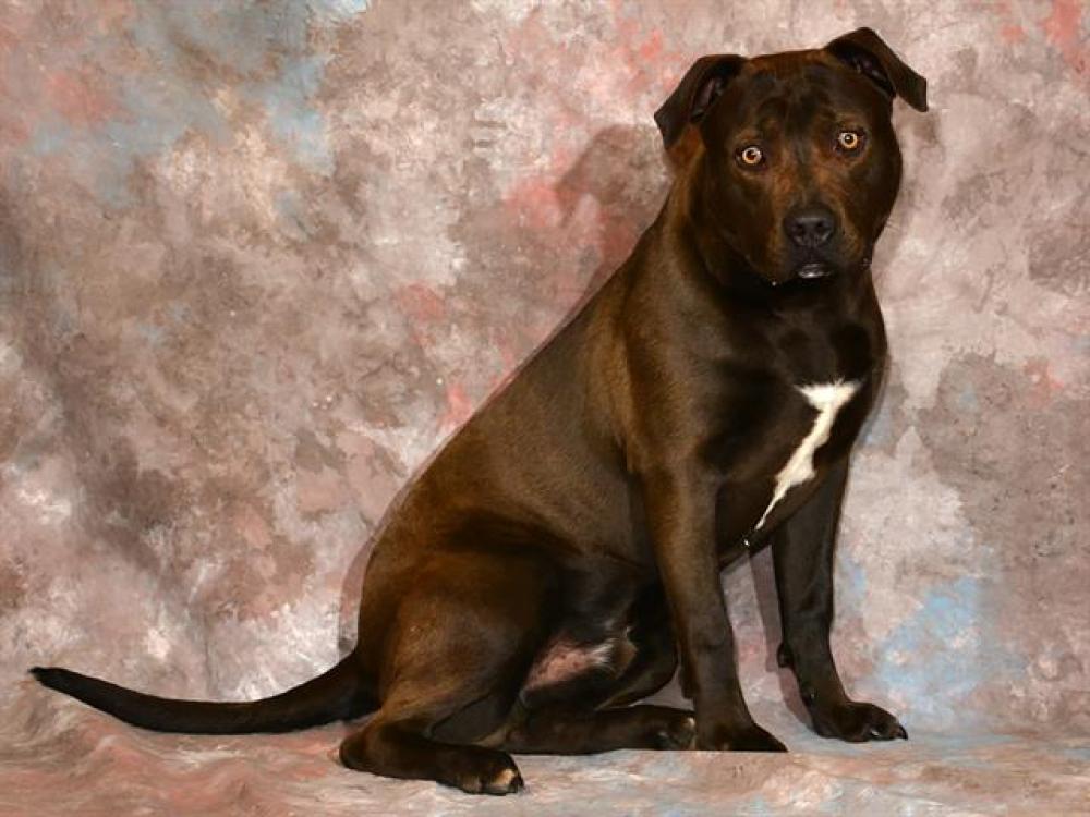 Shelter Stray Male Dog last seen Near BLOCK S NUGGET DR, WEST VALLEY CITY UT 84128, West Valley City, UT 84120