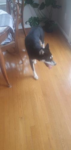 Found/Stray Female Dog last seen Between Wellington and Clover Hill on the walking path, Manassas, VA 20110