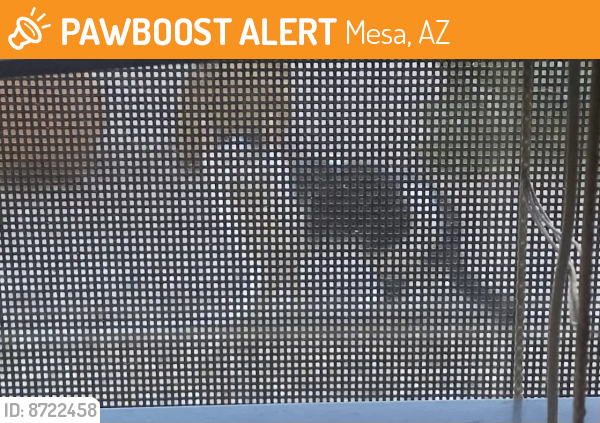 Found/Stray Unknown Cat last seen East Onza Ave, Mesa, AZ 85212