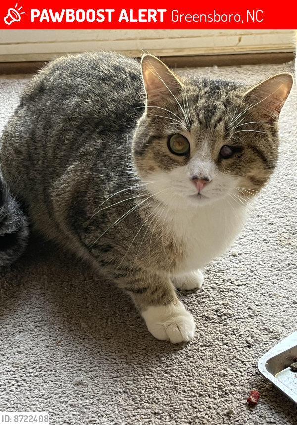 Lost Male Cat last seen West Market st and Dartmouth st, Greensboro, NC 27407