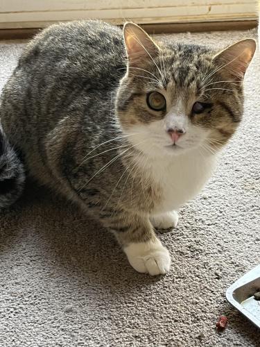Lost Male Cat last seen West Market st and Dartmouth st, Greensboro, NC 27407
