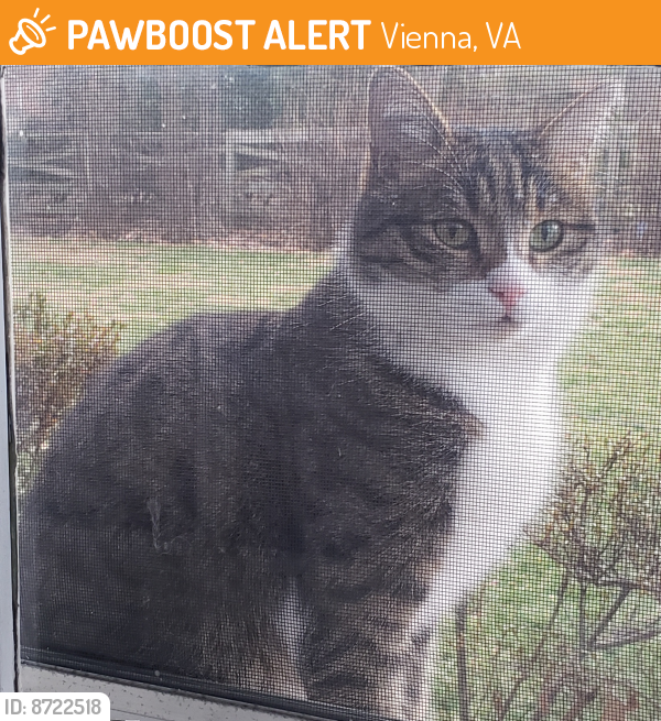 Found/Stray Unknown Cat last seen Hunter Mill Rd btw Vale Rd & Beekay Ct, Vienna, VA 22181