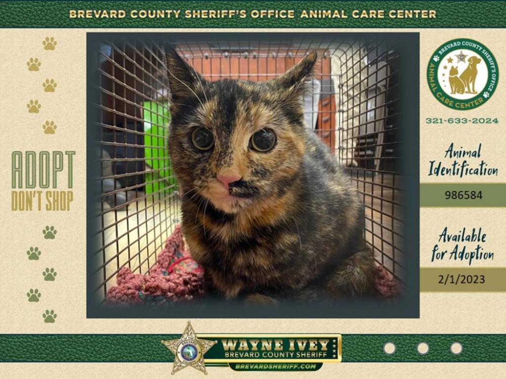 Shelter Stray Female Cat last seen MERRITT ISLAND, FL, 32952, Eau Gallie, FL 32934