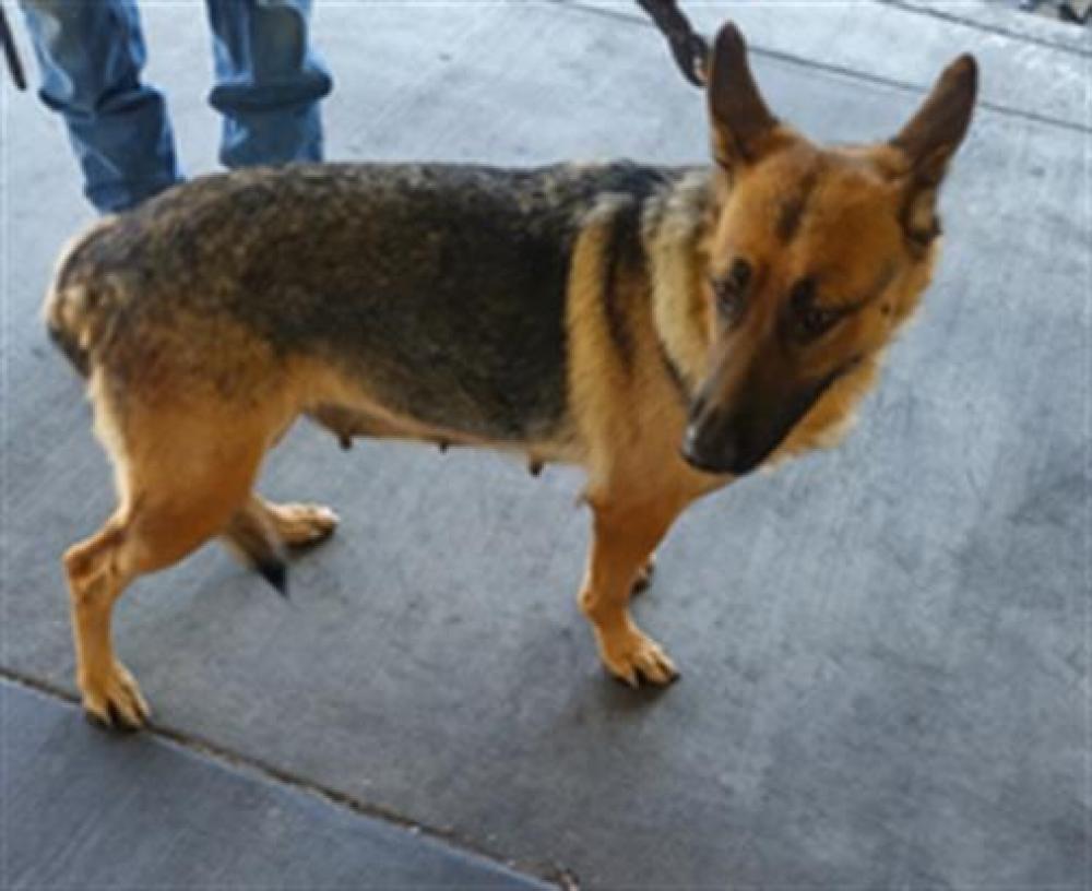 Shelter Stray Female Dog last seen , Los Angeles, CA 90064