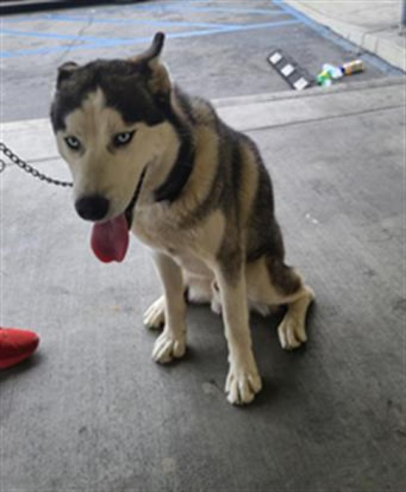 Shelter Stray Male Dog last seen , Los Angeles, CA 90064