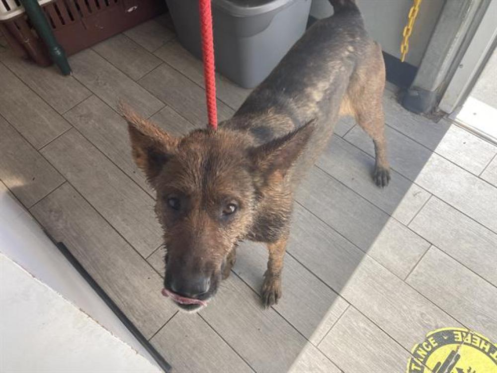 Shelter Stray Female Dog last seen Near BLOCK TROTTER LN, WELDON CA 93283, Lake Isabella, CA 93240