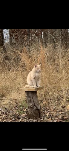 Lost Female Cat last seen Near , Gainesville, VA 20155