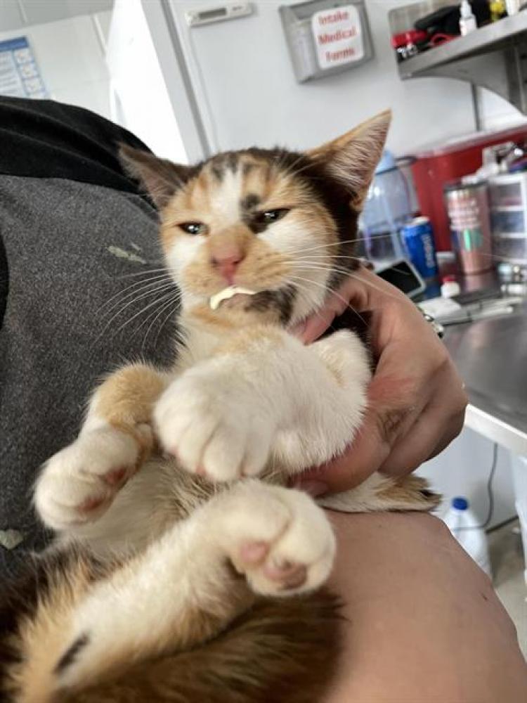 Shelter Stray Female Cat last seen ALAMANCE COUNTY, Green Level, NC 27217