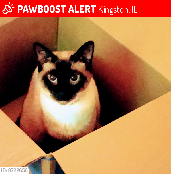 Lost Male Cat last seen Ash avenue and thutby rd in Kingston Illinois, Kingston, IL 60145