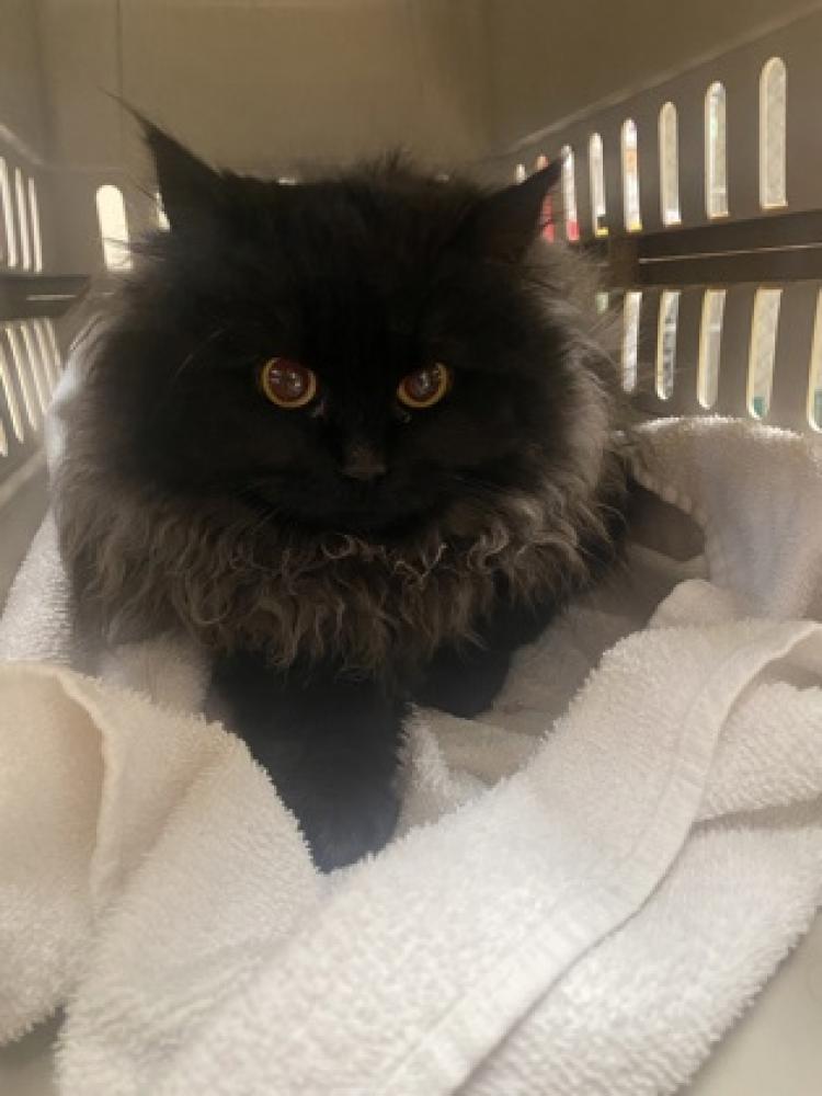 Shelter Stray Female Cat last seen Fair Oaks, CA 95628, Sacramento, CA 95828