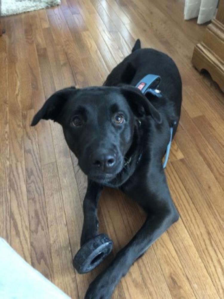 Shelter Stray Female Dog last seen Oxford, OH 45056, West Chester Township, OH 45011