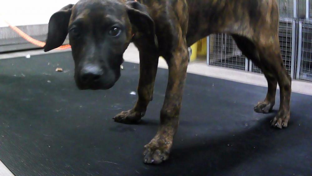 Shelter Stray Female Dog last seen LINCOLN AVE / CANADA AVE, Pasadena, CA 91105