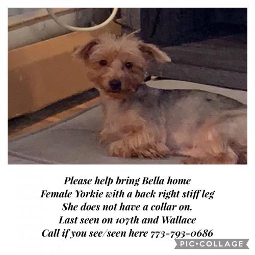 Lost Female Dog last seen WALLACE / Parnell 107tg , Chicago, IL 60643