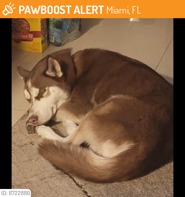 Found/Stray Male Dog last seen Near ne 28 st , Miami, FL 33142