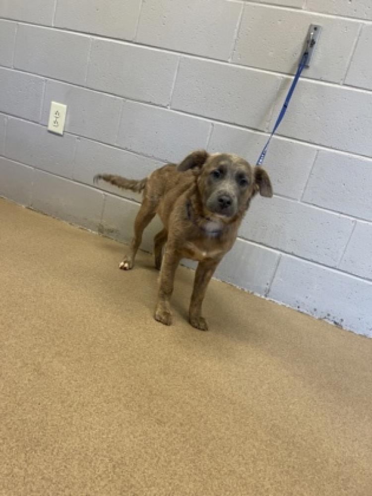 Shelter Stray Female Dog last seen Anderson, SC 29621, Anderson, SC 29622