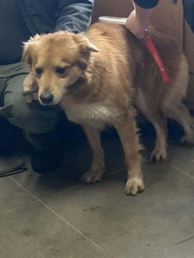 Shelter Stray Female Dog last seen Carroll County, GA 30117, Carrollton, GA 30117