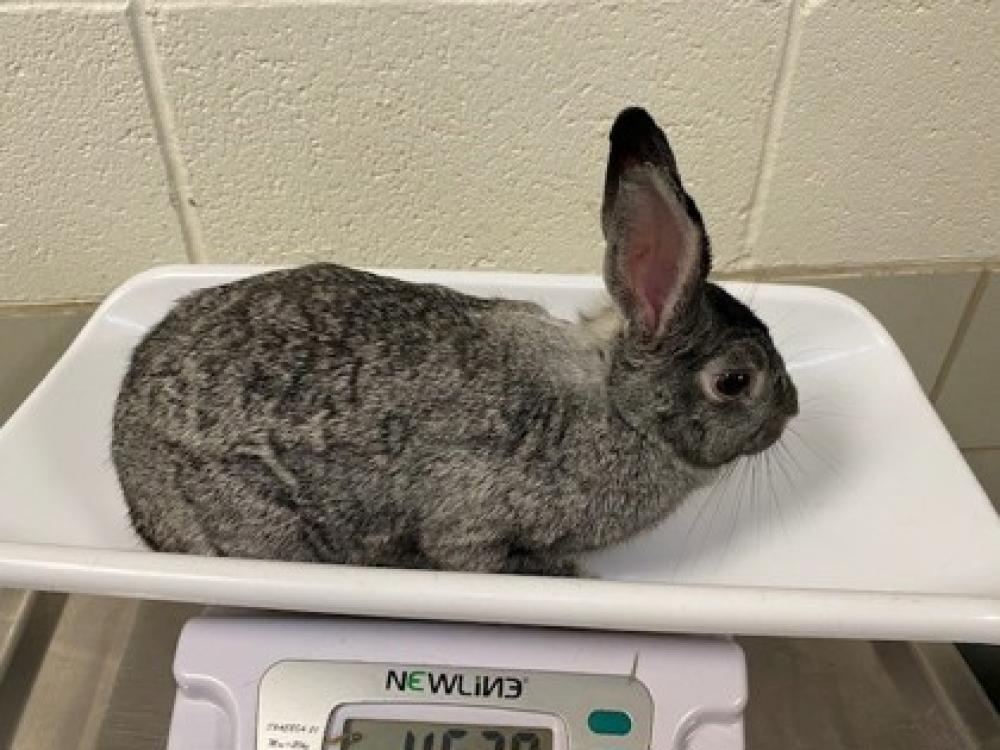 Shelter Stray Female Domestic rabbit last seen Near Layton Hall Fairfax Va 22030, Fairfax City, VA, Fairfax, VA 22032