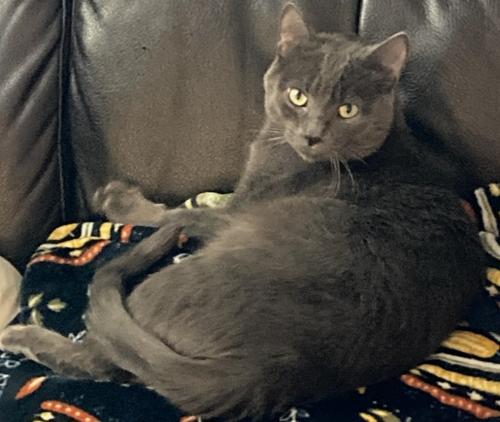 Lost Male Cat last seen S 31st St and W Cleveland Ave, Milwaukee, WI 53215