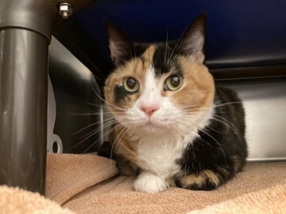 Shelter Stray Female Cat last seen Seattle, WA 98126, Seattle, WA 98119