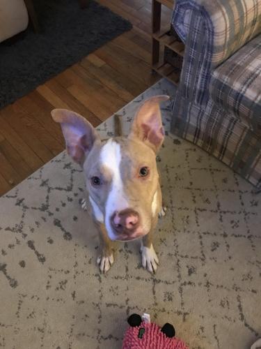 Found/Stray Male Dog last seen Cedar and Exchange, Akron, OH 44302