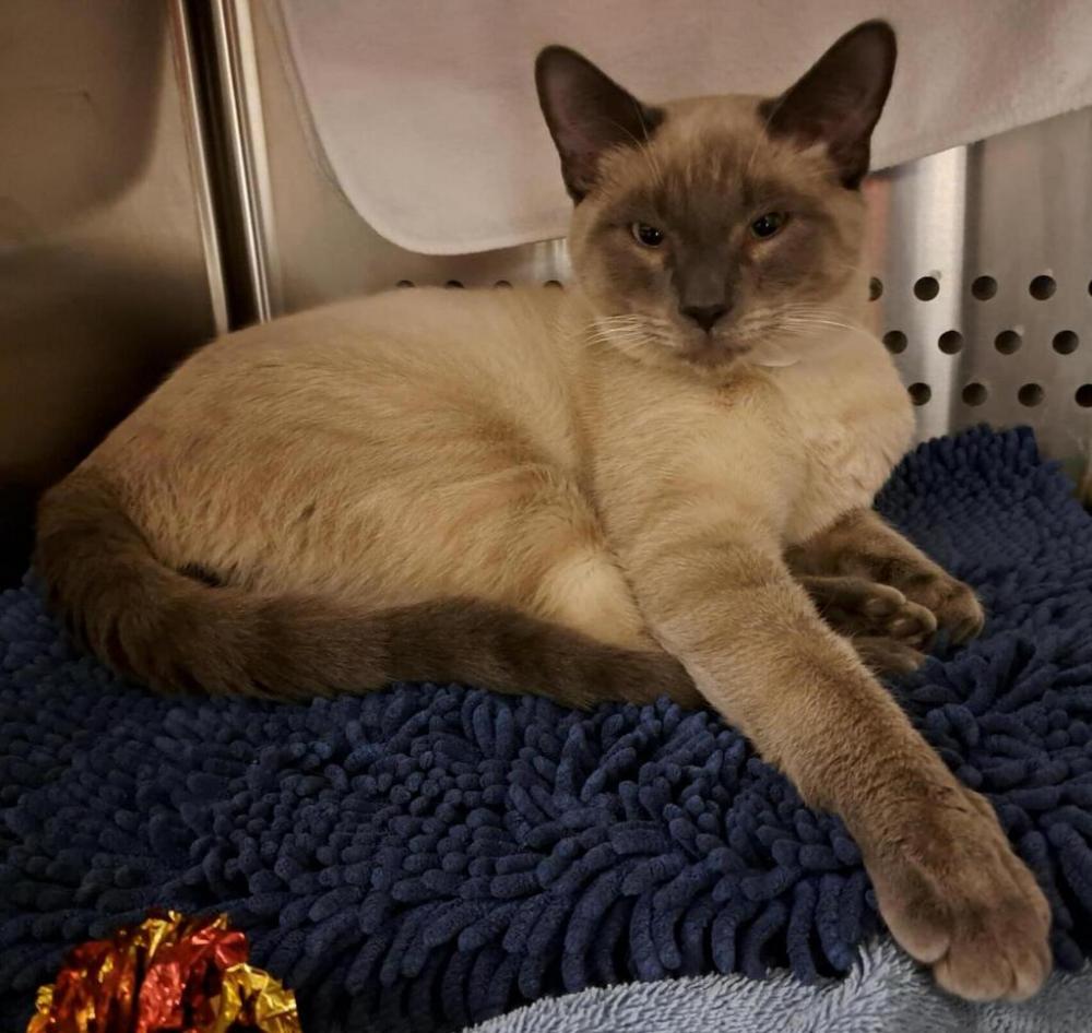 Shelter Stray Male Cat last seen G Street, OAKLAND, CA, 94621, Oakland, CA 94621