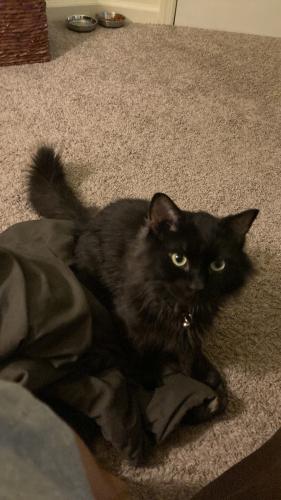Lost Male Cat last seen North Avenue, Greenpoint Circle, Laurel Highlands High School, Uniontown, PA 15401