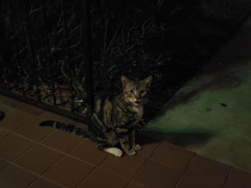 Found/Stray Unknown Cat last seen W Broward Blvd and Fig Tree Lane, Plantation, FL 33317