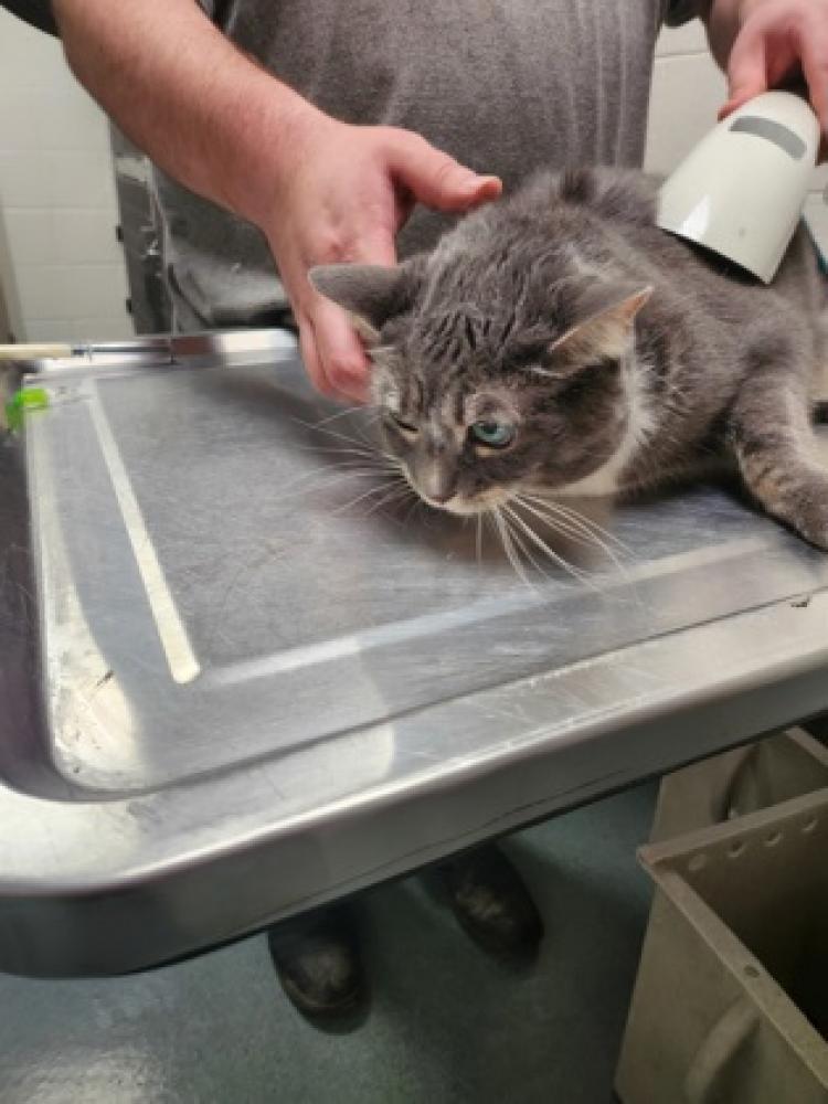 Shelter Stray Female Cat last seen Alexandria, VA 22306, Fairfax, VA 22032