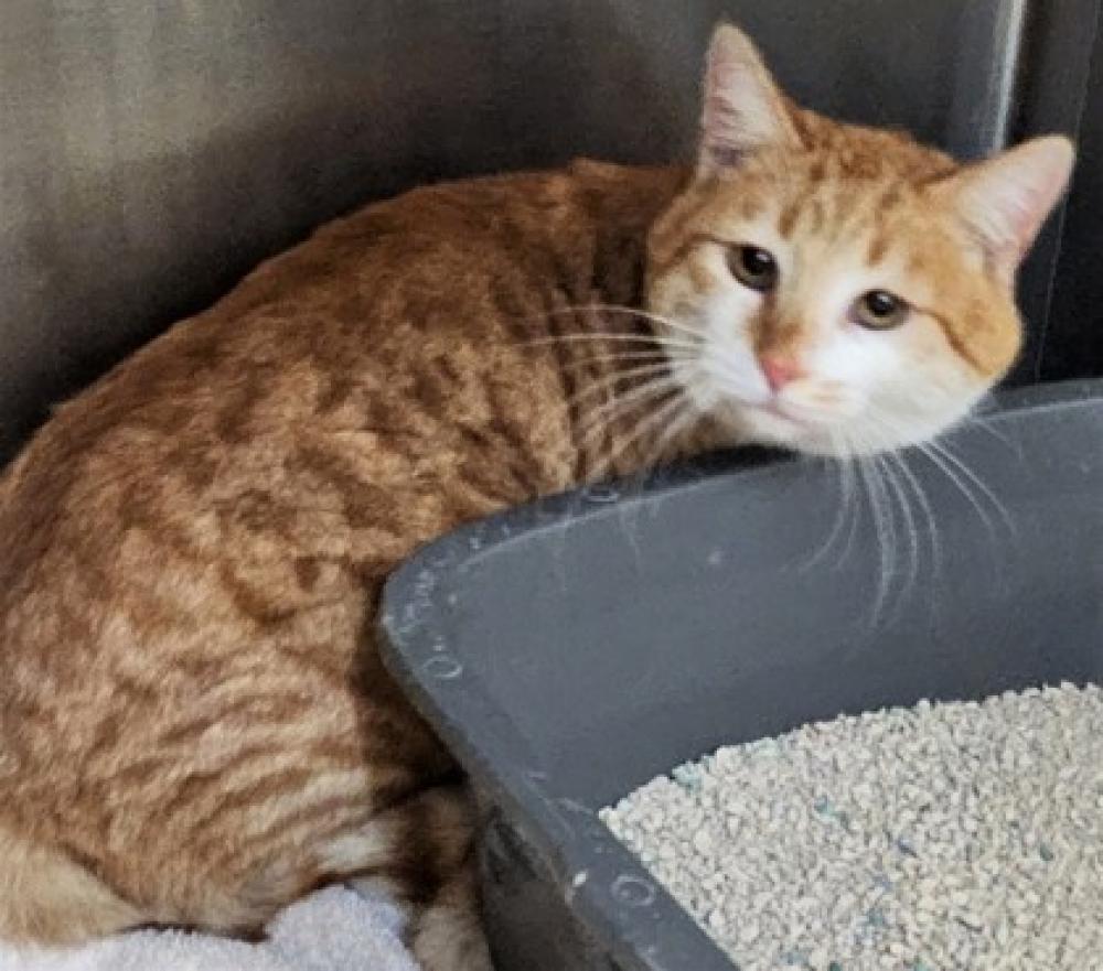 Shelter Stray Male Cat last seen Near San Emidio, Kern Communities, CA, Bakersfield, CA 93308