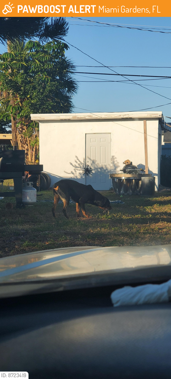 Found/Stray Female Dog last seen 209th Street NW 32nd Ave, Miami Gardens, FL 33056
