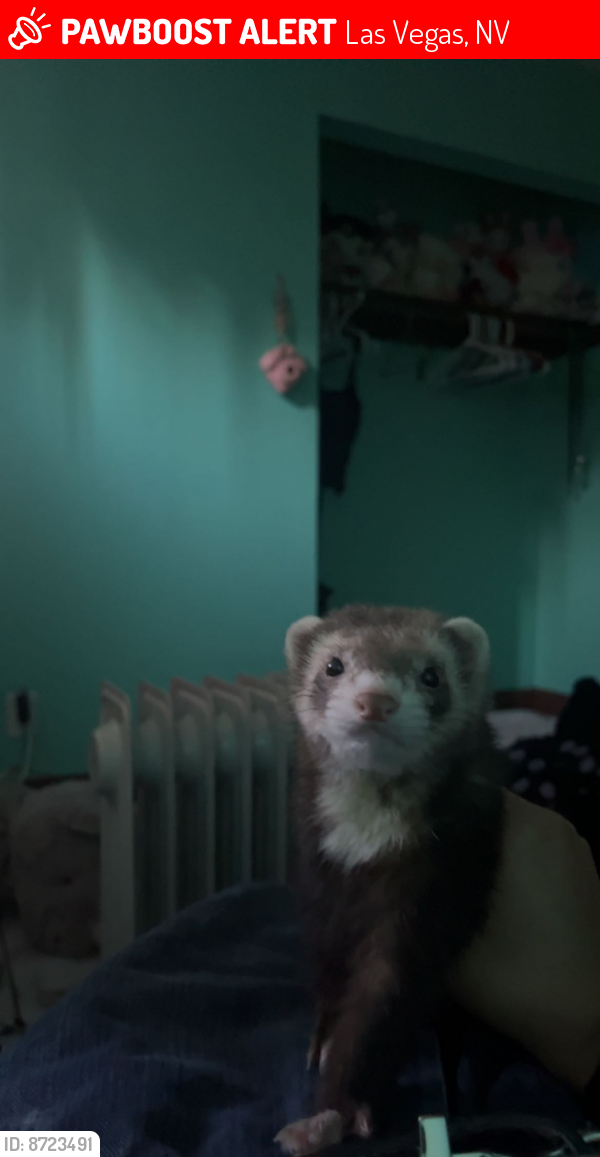Lost Male Ferret in Las Vegas, NV 89107 Named Freddi (ID 8723491