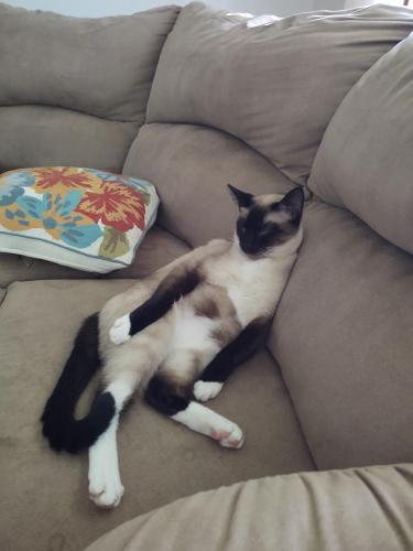 Lost Male Cat last seen Ash avenue and thurby rd, Kingston, IL 60145