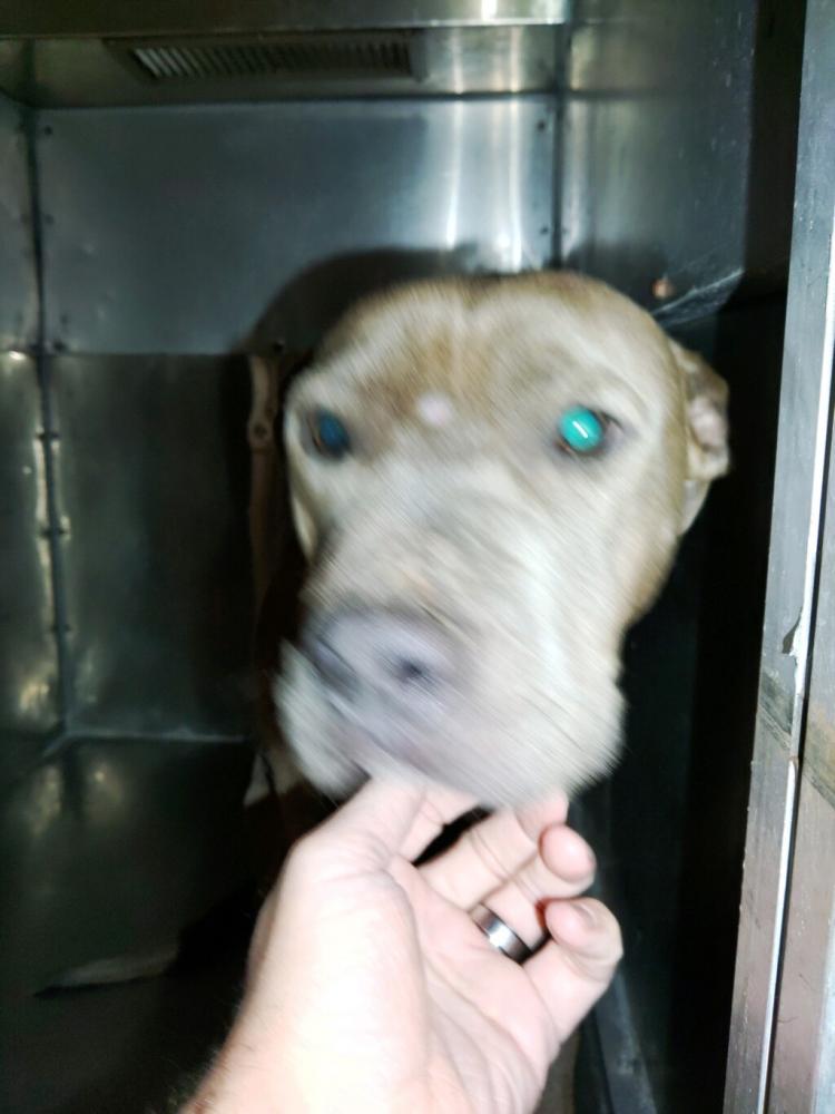 Shelter Stray Female Dog last seen Near N St Antoine Street, LAFAYETTE, LA, 70501, Lafayette, LA 70507