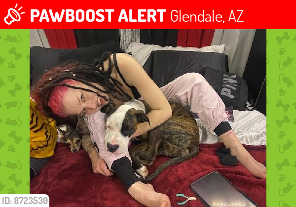 Lost Female Dog last seen 59th Ave and olive, Glendale, AZ 85302