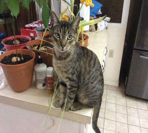 Lost Male Cat last seen Bull Elk Run near Ely in Ranch Subdivision, Cloudcroft, NM 88317