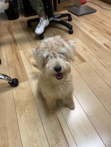 Found/Stray Female Dog last seen 56th St and 72nd Ave, Westchester, FL 33165